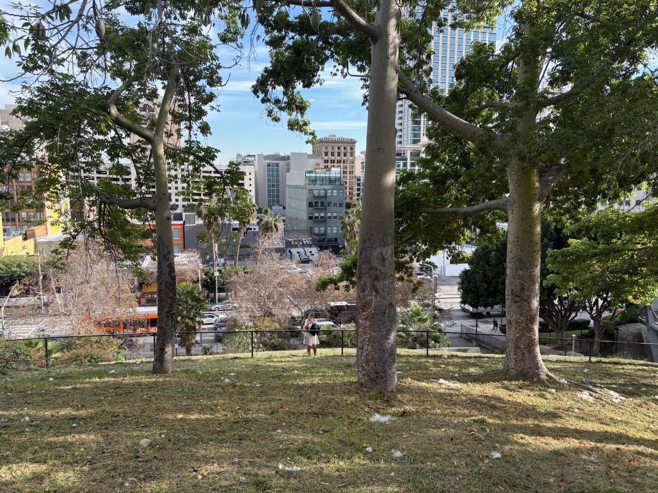 View through the trees at Angel's Knoll looking toward Downtown LA buildings